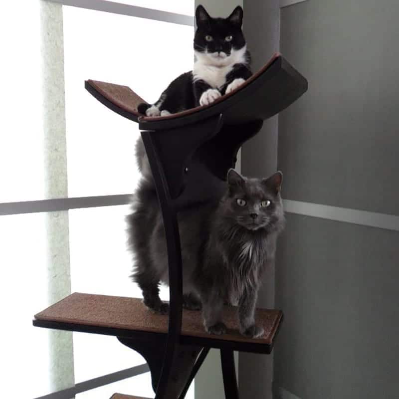 Lotus Cat Tower Espresso