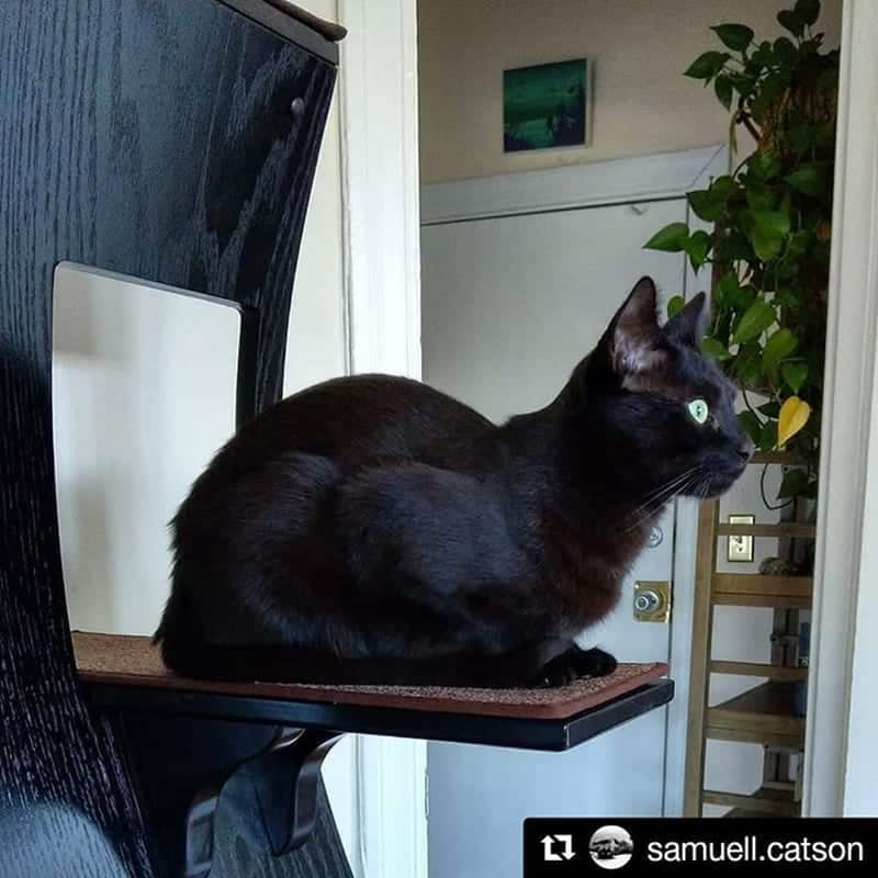 Lotus Cat Tower Espresso