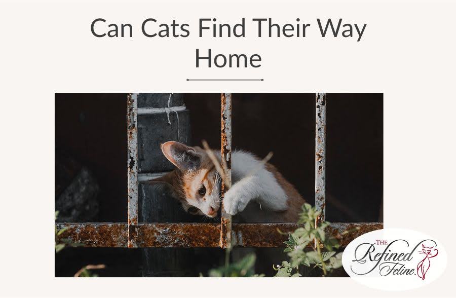 Can Cats Find Their Way Home