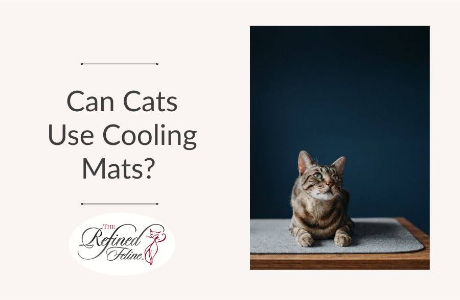 Can Cats Use Cooling Mats