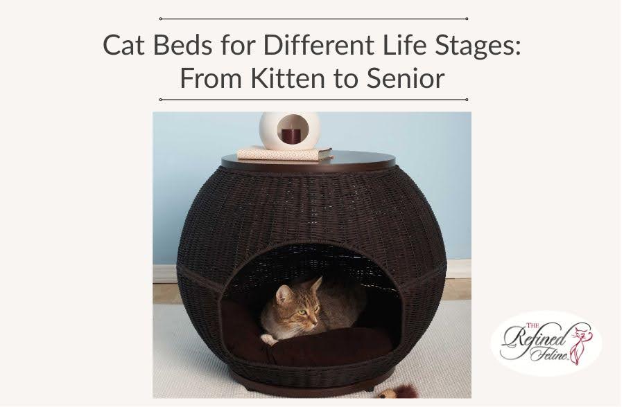 Cat Beds for Different Life Stages