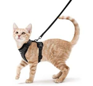 Cat Harness