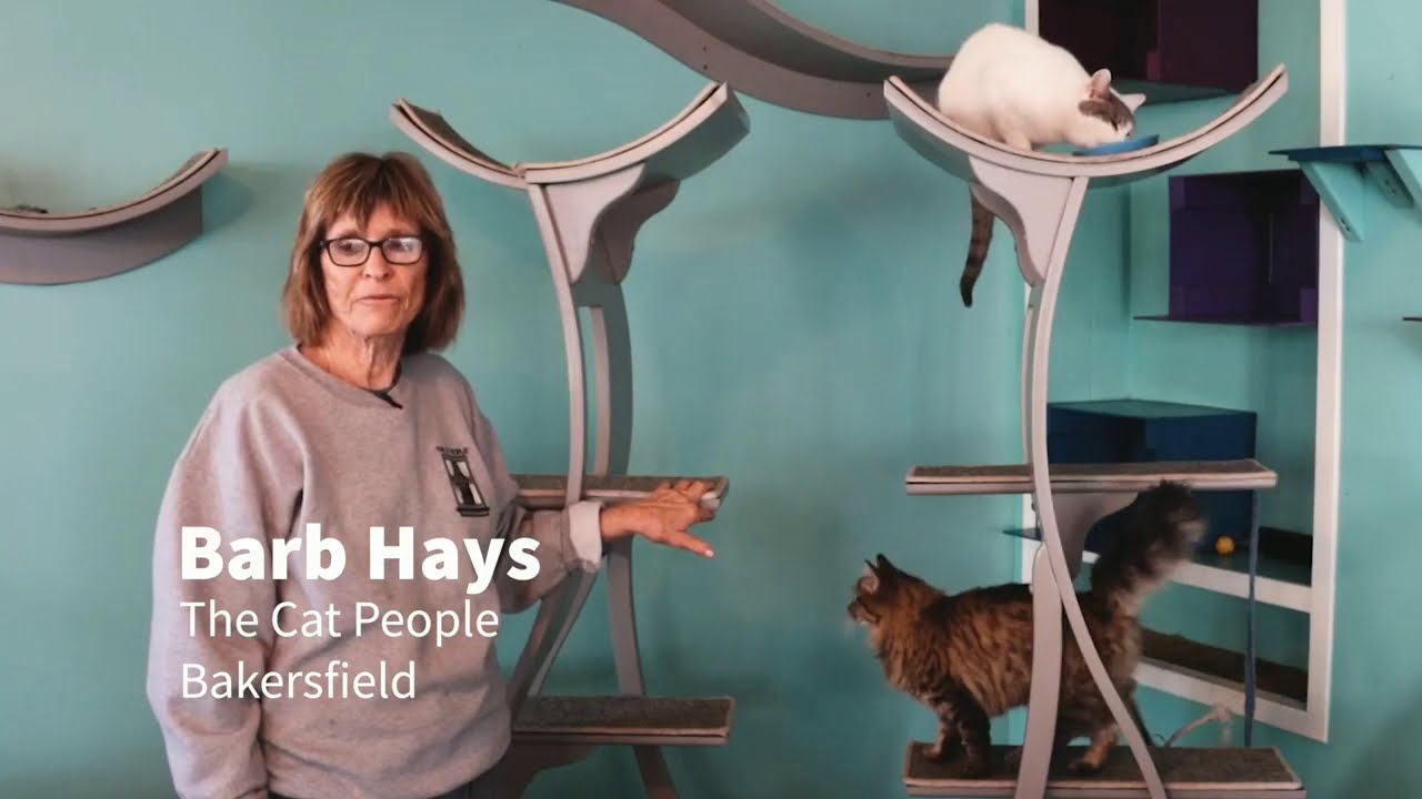 Rescue shelters taken up a notch with The Refined Feline