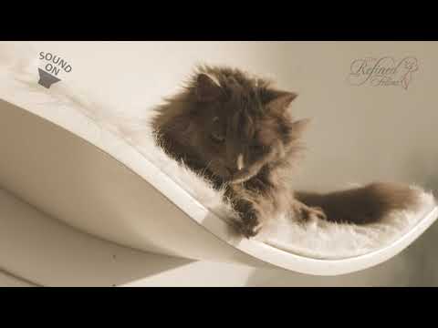 Help your cat find their "Happy Place" with the Lotus Cat Shelf from The Refined Feline