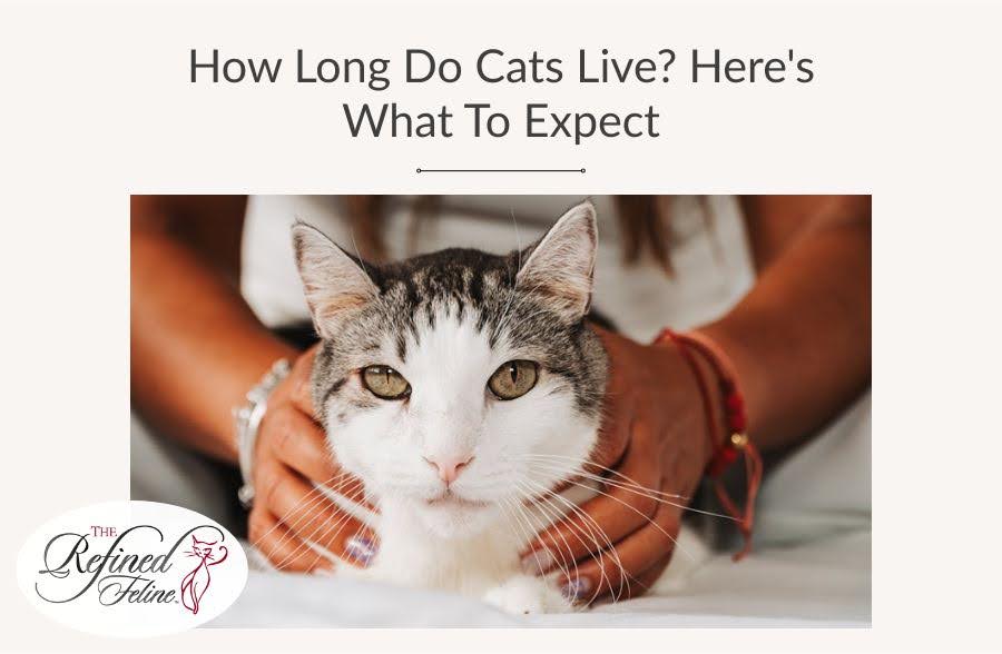 How Long Do Cats Live? Here's What To Expect