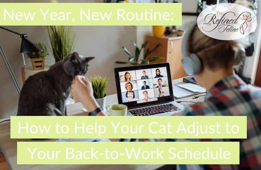 New Year, New Routine How to Help Your Cat Adjust to Your Back to Work Schedule