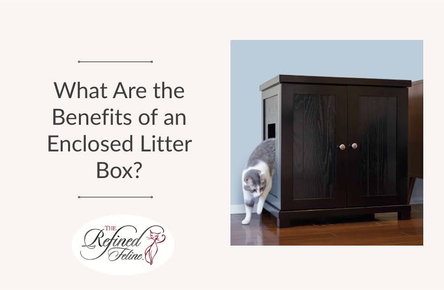 What Are the Benefits of an Enclosed Litter Box