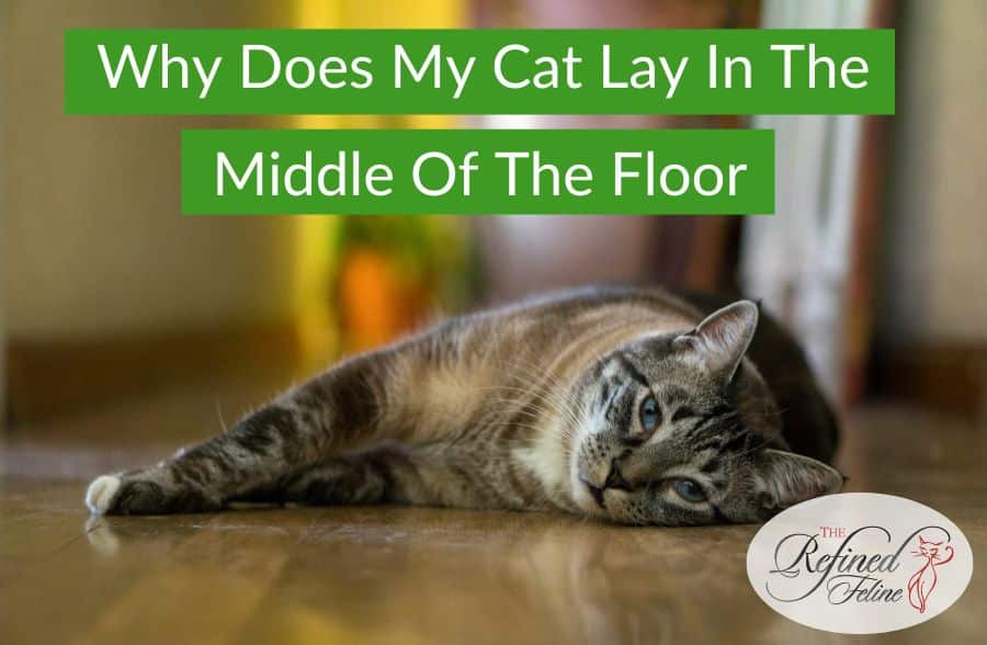Why Does My Cat Lay In The Middle of the Floor