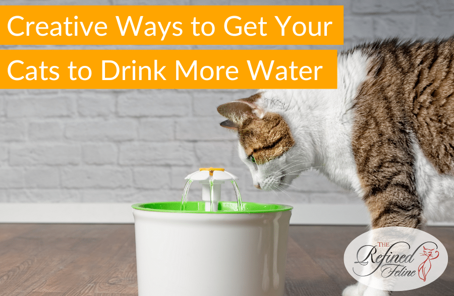 Creative Ways to Get Your Cats to Drink More Water