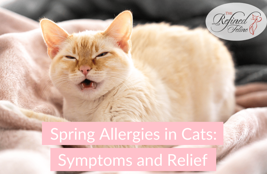 Spring Allergies in Cats Symptoms and Relief