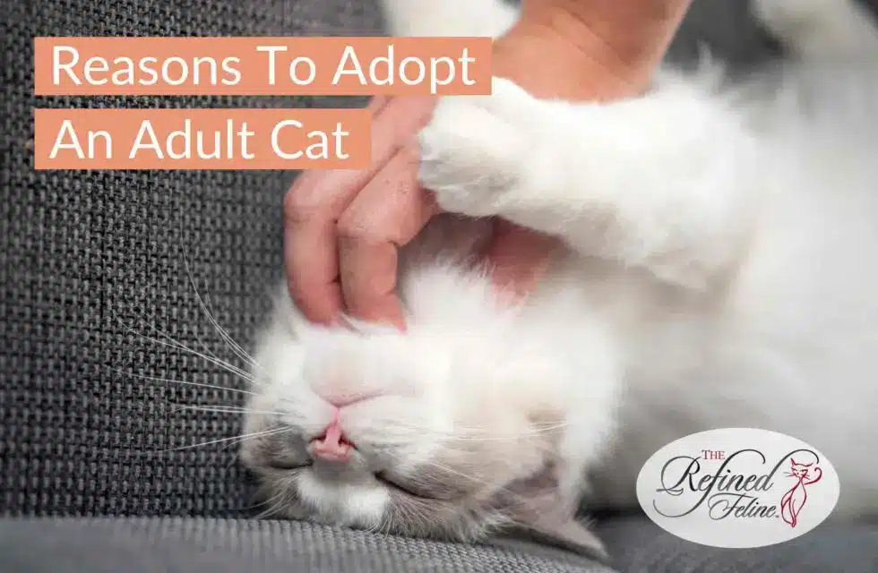 adopt-an-older-cat-980x640